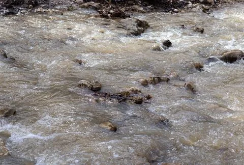 Spring in nature, a shallow riverbed with a small flow of water in a wooded a Stock Photos