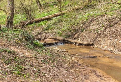 Spring in nature, a shallow riverbed with a small flow of water in a wooded a Stock Photos