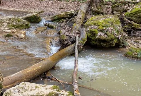 Spring in nature, a shallow riverbed with a small flow of water in a wooded a Stock Photos