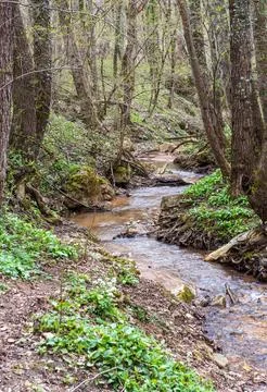 Spring in nature, a shallow riverbed with a small flow of water in a wooded a Stock Photos