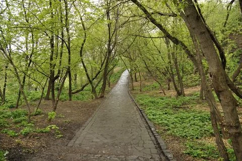 Spring nature tree trail in the park2 Foto stock