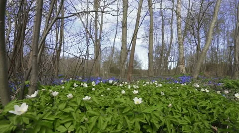 Spring nature, trees and sky. Stock Footage 50503256