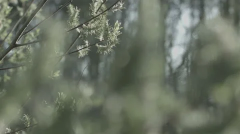 Spring Nature, Trees in spring Stock Footage 42755553