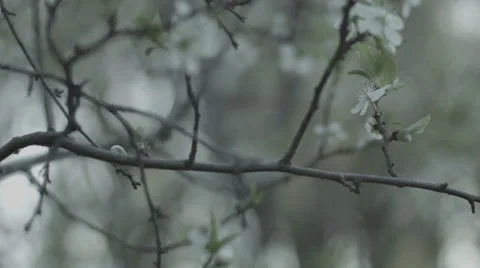 Spring Nature, Trees in spring Stock Footage 42755571