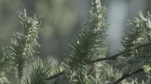 Spring Nature, Trees in spring Stock Footage 42755607