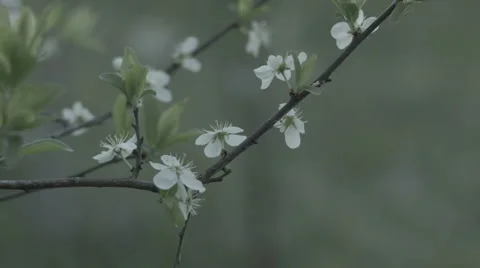 Spring Nature, Trees in spring Stock Footage 42755644
