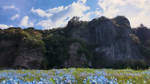 Spring Nemophila Bloom and Clouds Timelapse in Japan Stock Footage 336763059