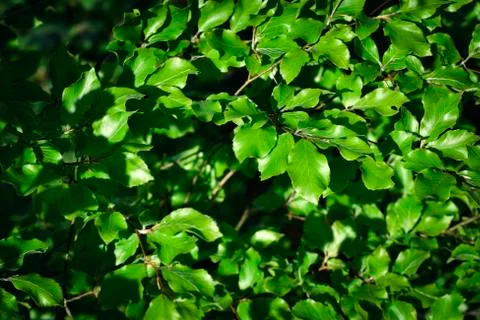 Spring new beech leaves Stock Photos