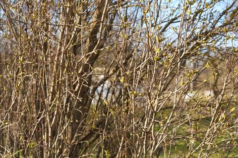 Spring. New buds bloom in trees on a sunny day Stock Photos