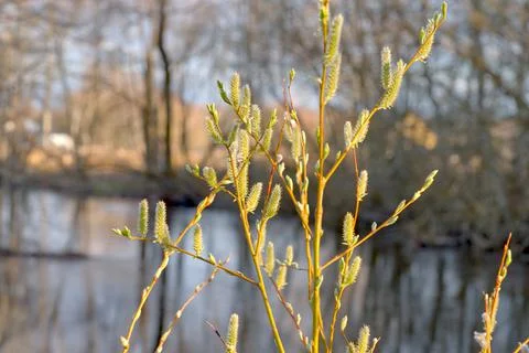 Spring. New buds bloom in trees on a sunny day Stock Photos