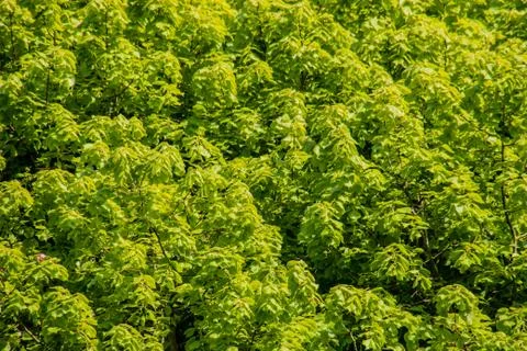 Spring new fresh leafs on tree in sunlight Stock Photos