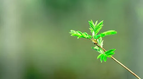 In the spring, new green leaves of the tree bloom in the forest. Rowan tree Stock Photos