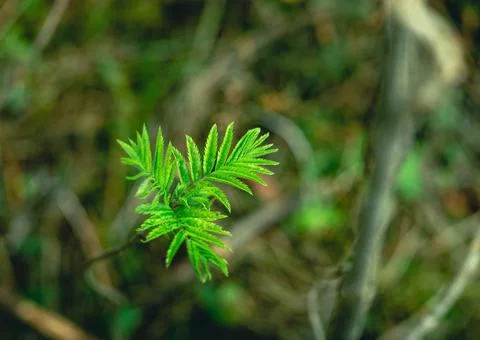 In the spring, new green leaves of the tree bloom in the forest. Rowan tree Stock Photos