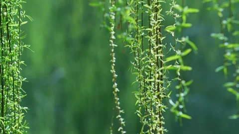 In spring, new green wicker willow leaves sprout and flutter in the wind Stock Footage 256899876
