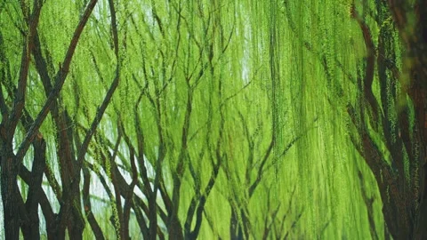 In spring, new green willow leaves sprout and new leaves flutter Stock Footage 256899461