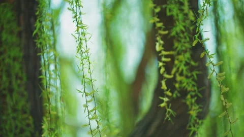 In spring, new green willow trees sprout and flutter in the wind Vídeo Stock 256899133