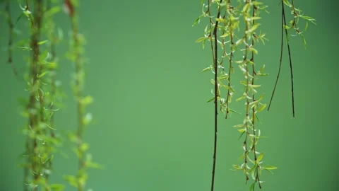 In spring, new green willow trees flutter and sprout new leaves 動画素材 256899370