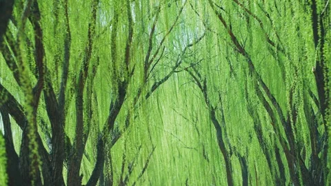 In spring, new green willow trees sprout new leaves 스톡 동영상 256899485