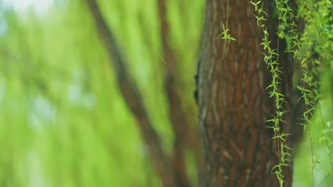 In spring, new green willow trees flutter in the wind and willow sprouts Vídeo Stock 256899878