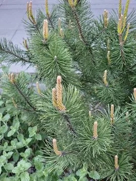 Spring New Growth on Compact Pine Shrub 库存照片