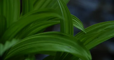 Spring new growth at riverbank Stock Footage 238886511