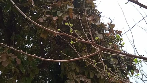 Spring new leaves Video stock 149466237