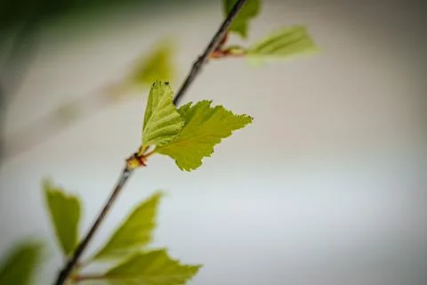 In spring, new tree birch leaves. Soft selective focus. Stock Photos