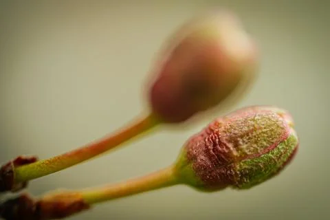 In spring, new tree cherry blossoms and leaves. Soft selective focus. Stock Photos