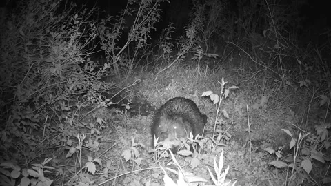 In spring night beaver mainly feeds on fresh juicy grass Stock Footage 291323002