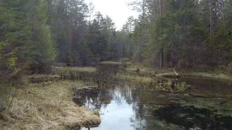 Spring in nordic forest Stock Footage 48968666