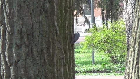 Spring, nuthatch Stock Footage 37374791