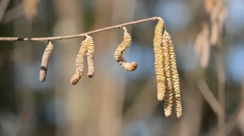 Spring nutwood catkins in the wind Stock Footage 10863557