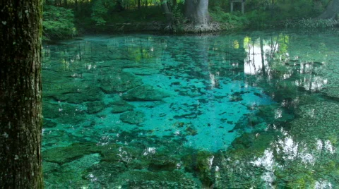 Spring with Oak Stock Footage 739616