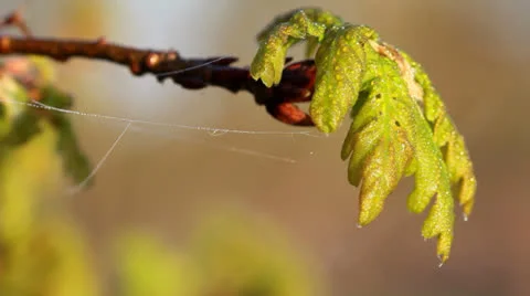 Spring oak leaves after rain Vídeo Stock 23183305