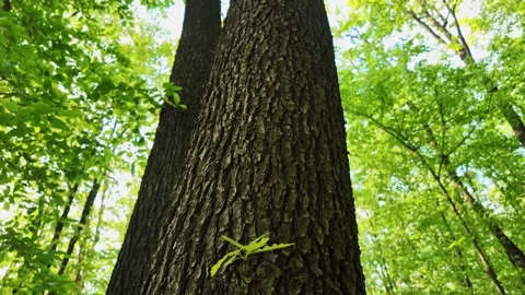 Spring oak trees in a deciduous forest. Stock Footage 311584526