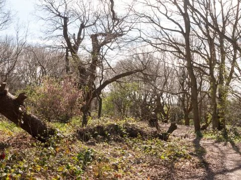 Spring oak trees in the sun light Stock Photos
