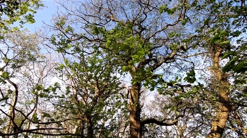 Spring Oak trees tracking shot 動画素材 145143784