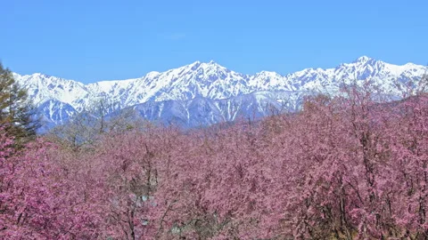 The Spring of Ogawamura with Beautiful Cherry Blossoms and Remaining Snow in the Stock Footage 333139092