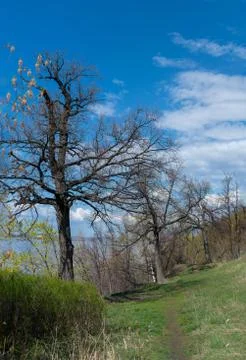 Spring. Old oaks over the river. Stock Photos