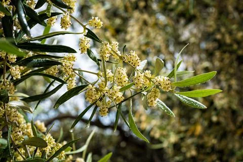 Spring, olive branch during flowering. Agriculture. Stock Photos