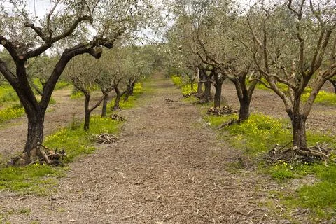 A spring olive grove. 스톡 사진