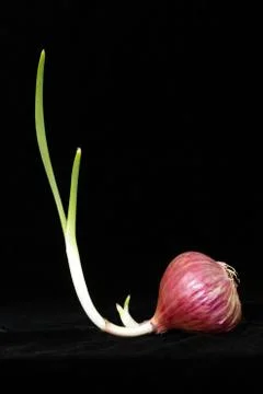 Spring onion on black Stock Photos