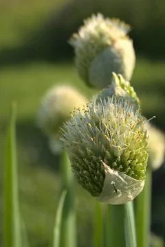 Spring Onion Blossoms in the Evening Foto stock