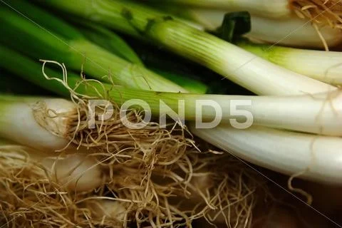 Spring Onion Close Up With Focus On Root