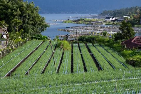Spring Onion Fields Overlooking Lake Batur Fish Farms Stock Photos
