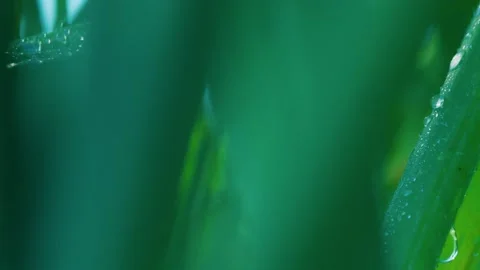 Spring onion fresh dew drops Stock Footage 159755363