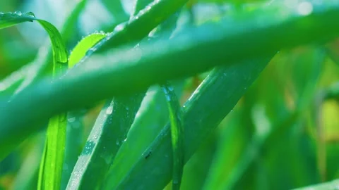 Spring onion fresh dew drops Stock Footage 159755451