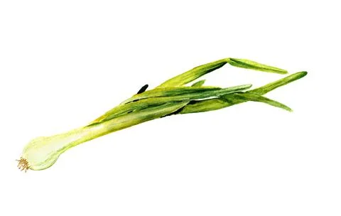 Spring onion Stock Illustration