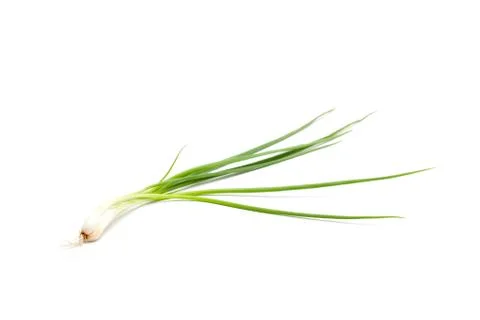 Spring onion isolated Stock Photos