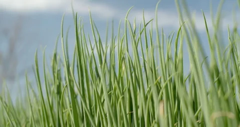 Spring onion leaves.Perfect spring onion shoots with pointed green leaves. Stock Footage 298155189